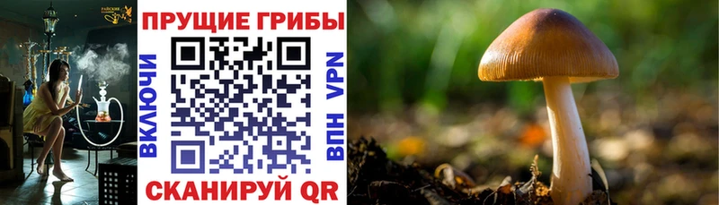 Псилоцибиновые грибы ЛСД kraken как зайти Карачаевск